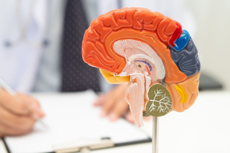 Procurando Sugestão de Neurologista em Florianópolis? Saiba o que Considerar Antes de Agendar